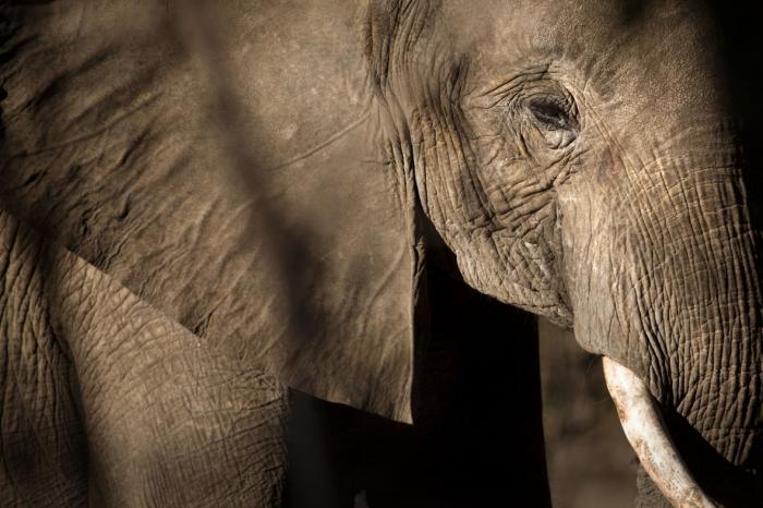 Glasschilderij Olifant | Ter Halle | 120 x 80 cm