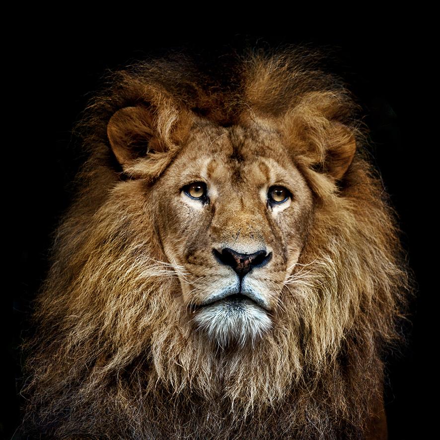 Emotional King of the jungle - Terhalle