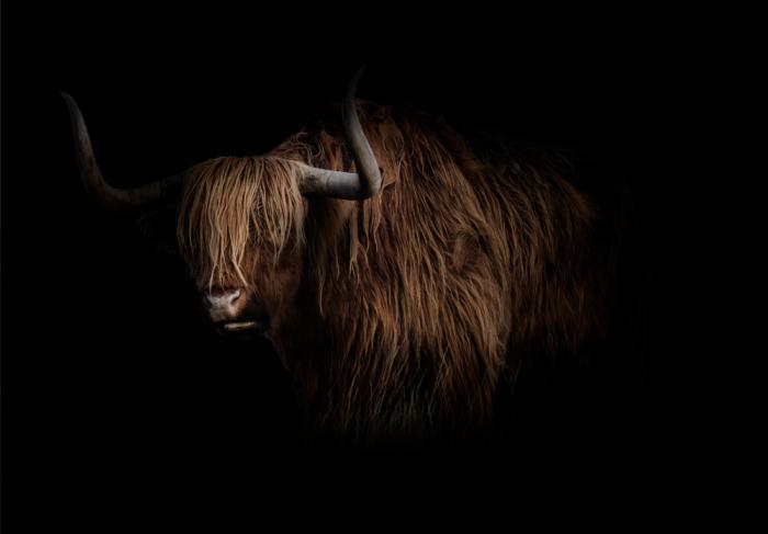 Hooglander in the dark - Terhalle Glasschilderij