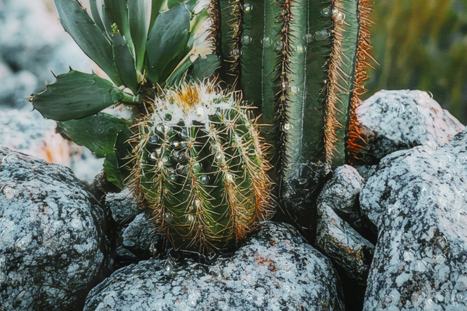 Schilderij Lacquered Canvas Print With Frame Cactus -h- 60×4×90 cm