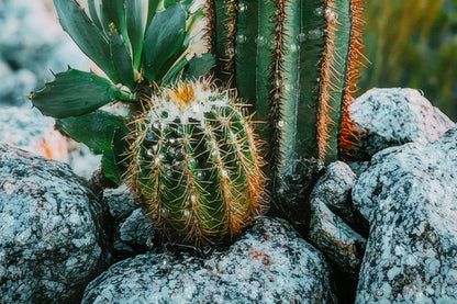 Schilderij Lacquered Canvas Print With Frame Cactus -h- 60×4×90 cm
