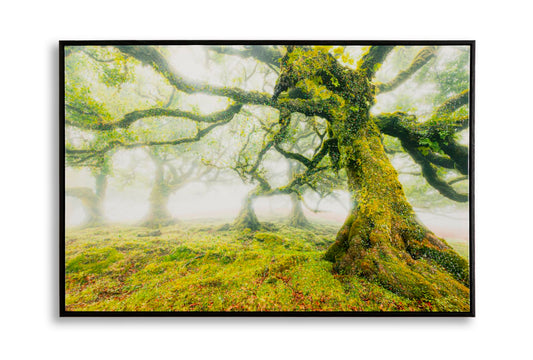 Schilderij On Canvas Lacquered With Frame Forest 90×4×60 cm