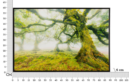 Schilderij On Canvas Lacquered With Frame Forest 90×4×60 cm