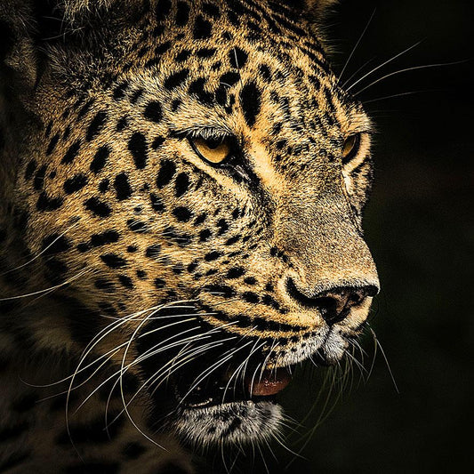 Luipaard to strike - Terhalle Glasschilderij