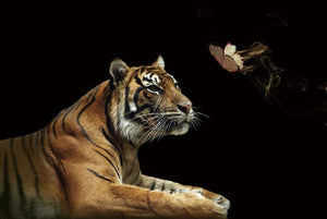 Tiger and butterfly - Terhalle Glasschilderij
